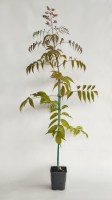 Campsis grandiflora 4 r